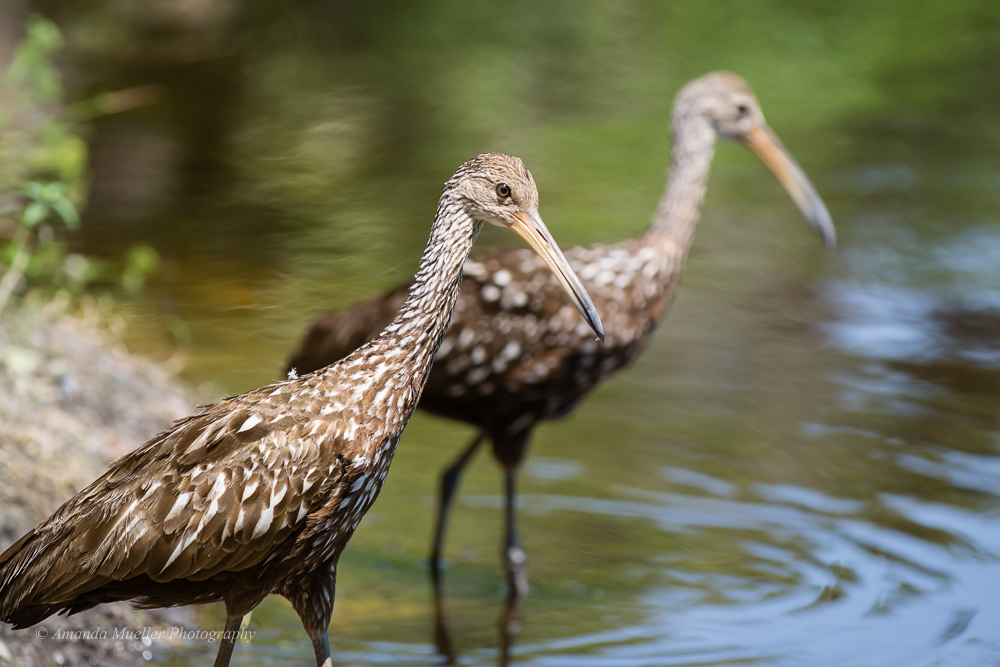 Two Limpkins
