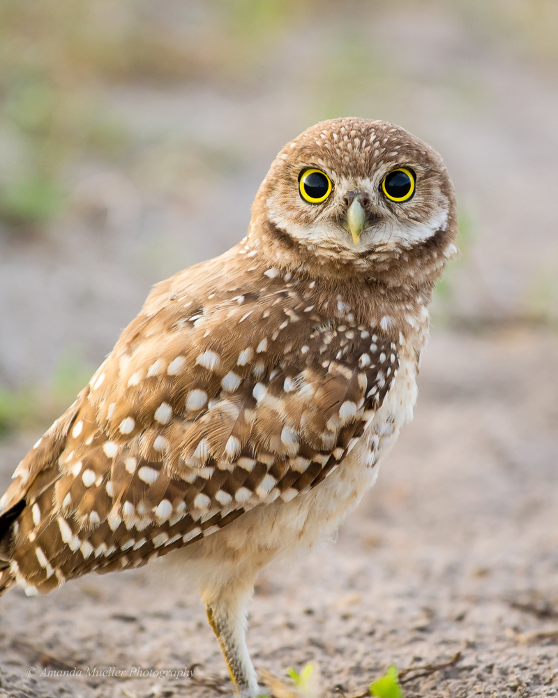 Staring Burrowing Owl