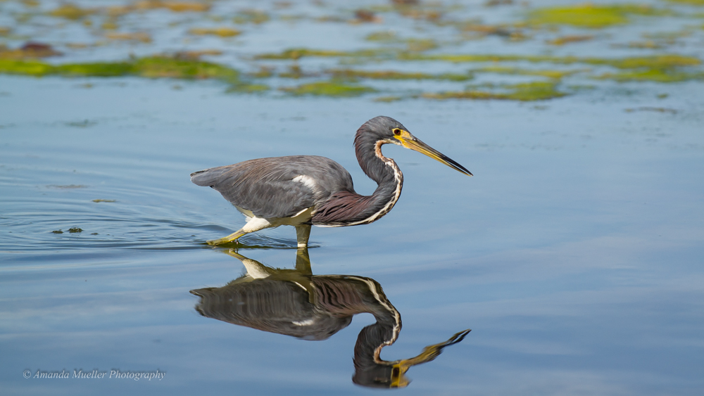 Visiting the Florida Keys Wild Bird Rehabilitation Center