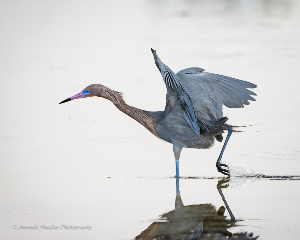 Little Estero Lagoon