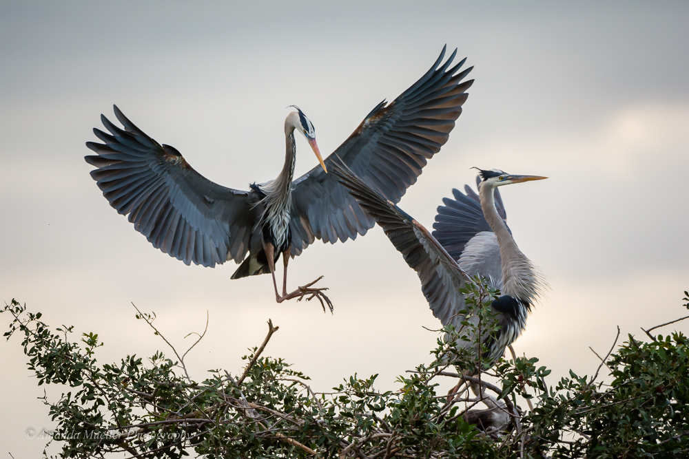 Venice Rookery in March