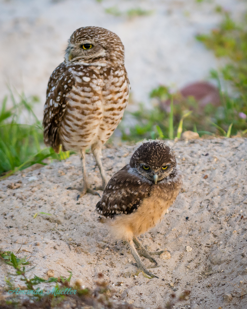 Burrowing Owls 2015