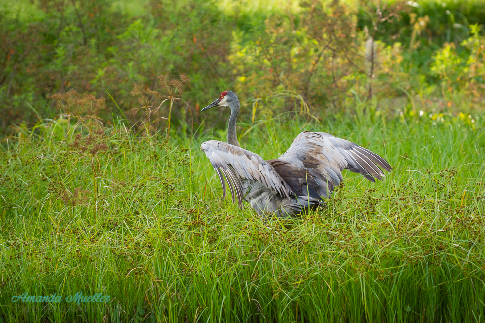 20150511-ajm-34680
