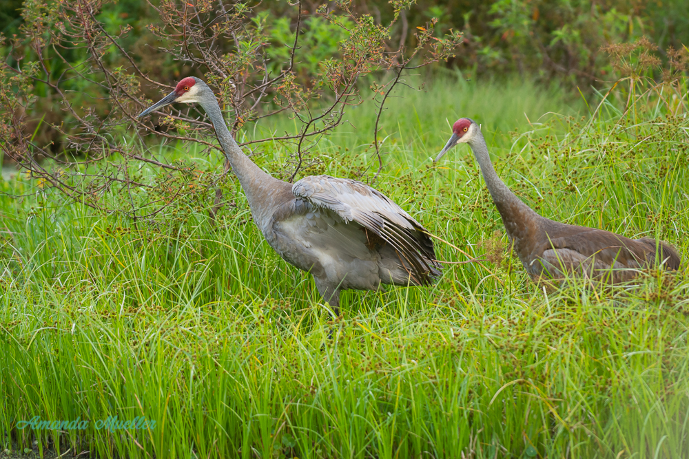 20150511-ajm-34694