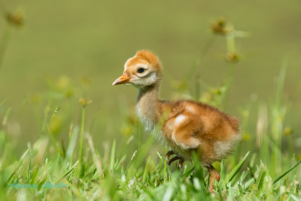 Photo Essay of a Sandhill Crane Nest