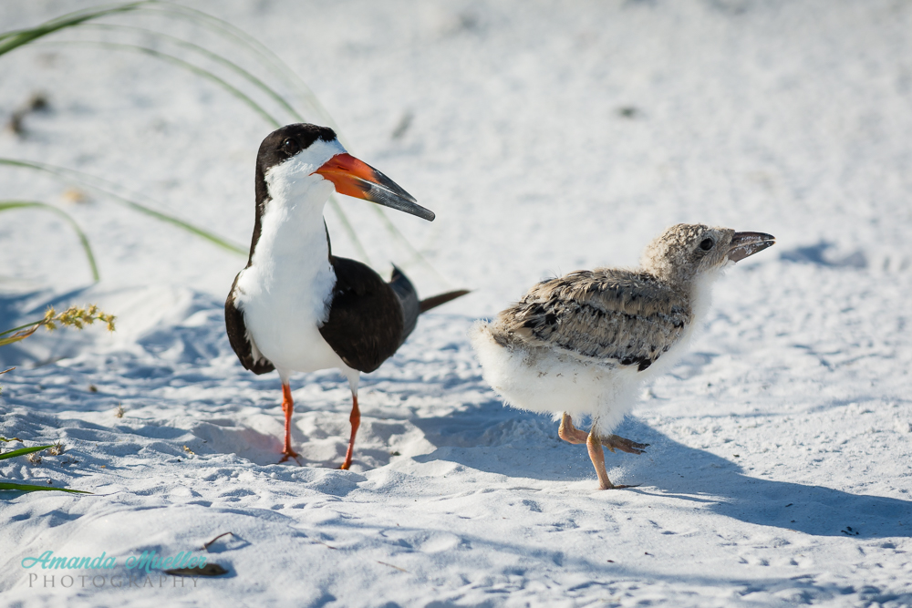 Black Skimmers on the Beach