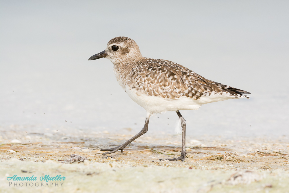 Little Estero Lagoon – Spring 2016